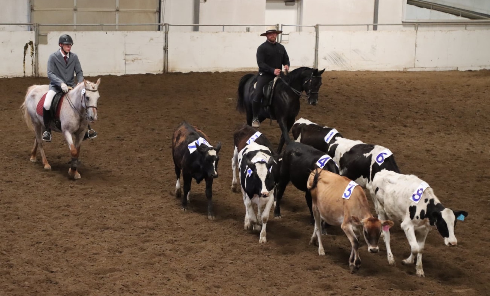 Two riders moving a small group of cattle in a covered arena