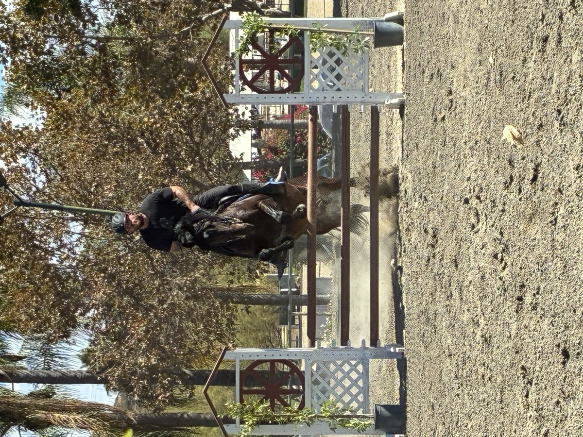 Adam Olejniczak jumping a bay horse at Hansen Dam Horse Park
